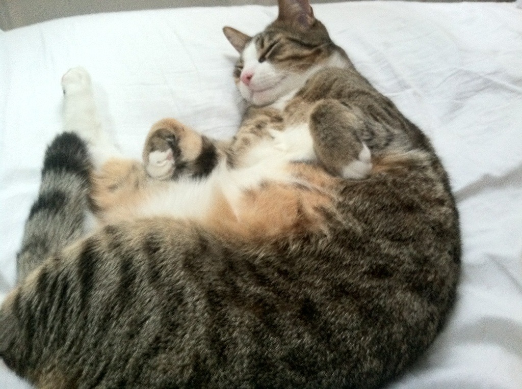 乐鱼官方登录入口-【经典对决】奥沙利文与丁俊晖的巅峰对抗回顾，奥沙利文和丁俊晖哪个厉害