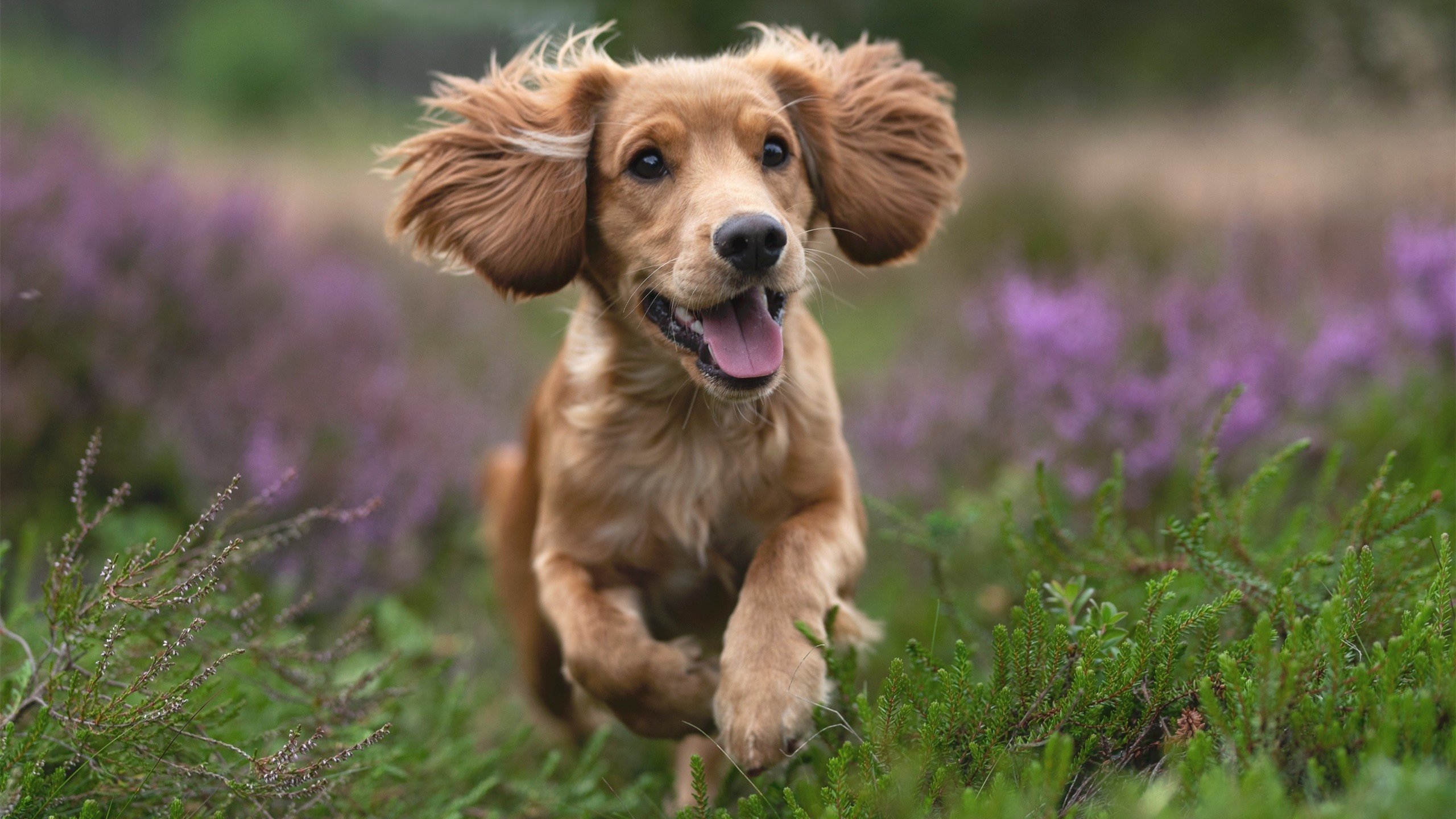 乐鱼体育-【经典瞬间】丁俊晖逆转取胜的战术全盘点，丁俊晖打法改变