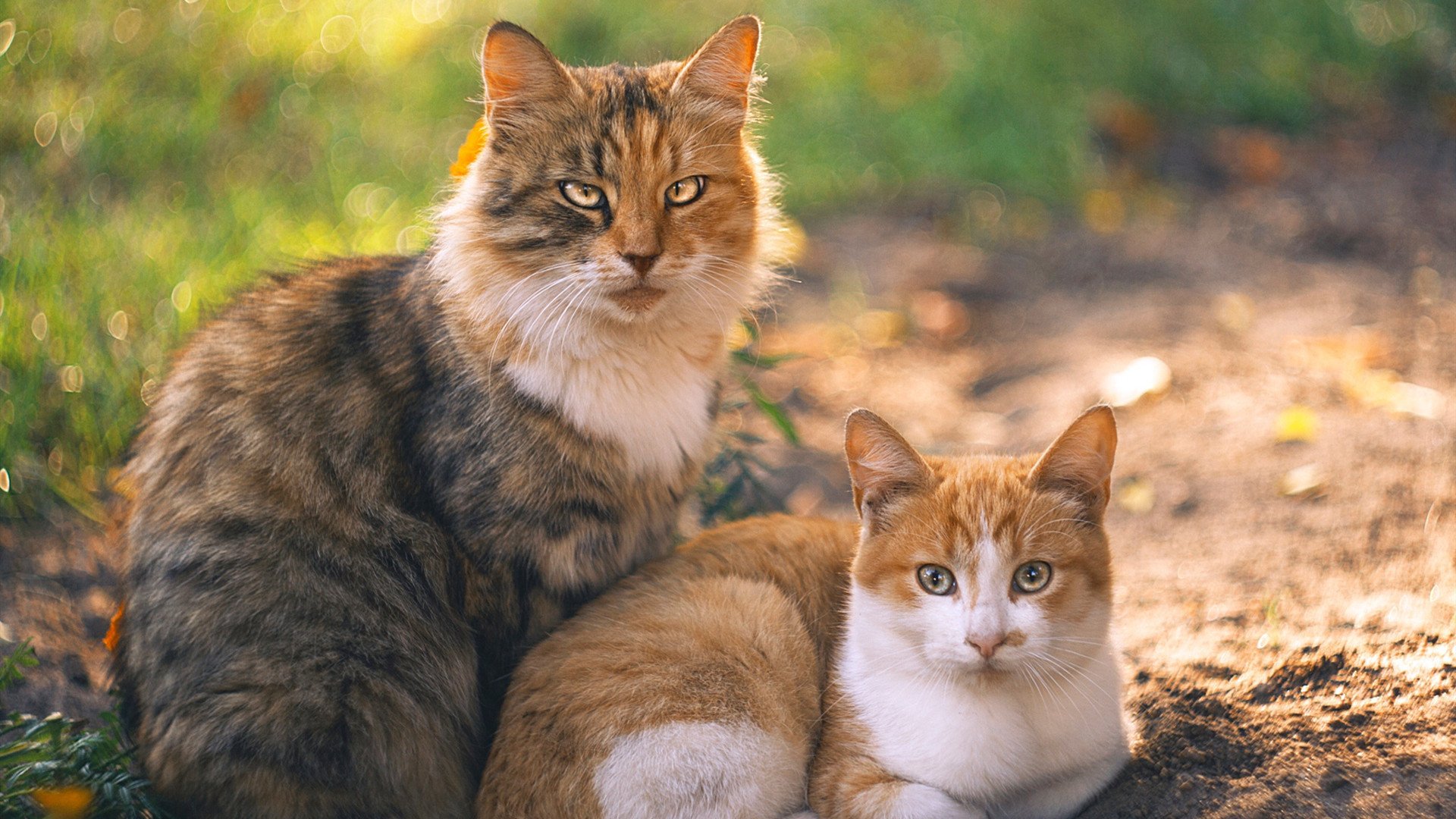 Leyu Sport下载-乌拉圭队在巴黎奥运会比赛中多次通过中路渗透得分，乌拉圭足球奥运会