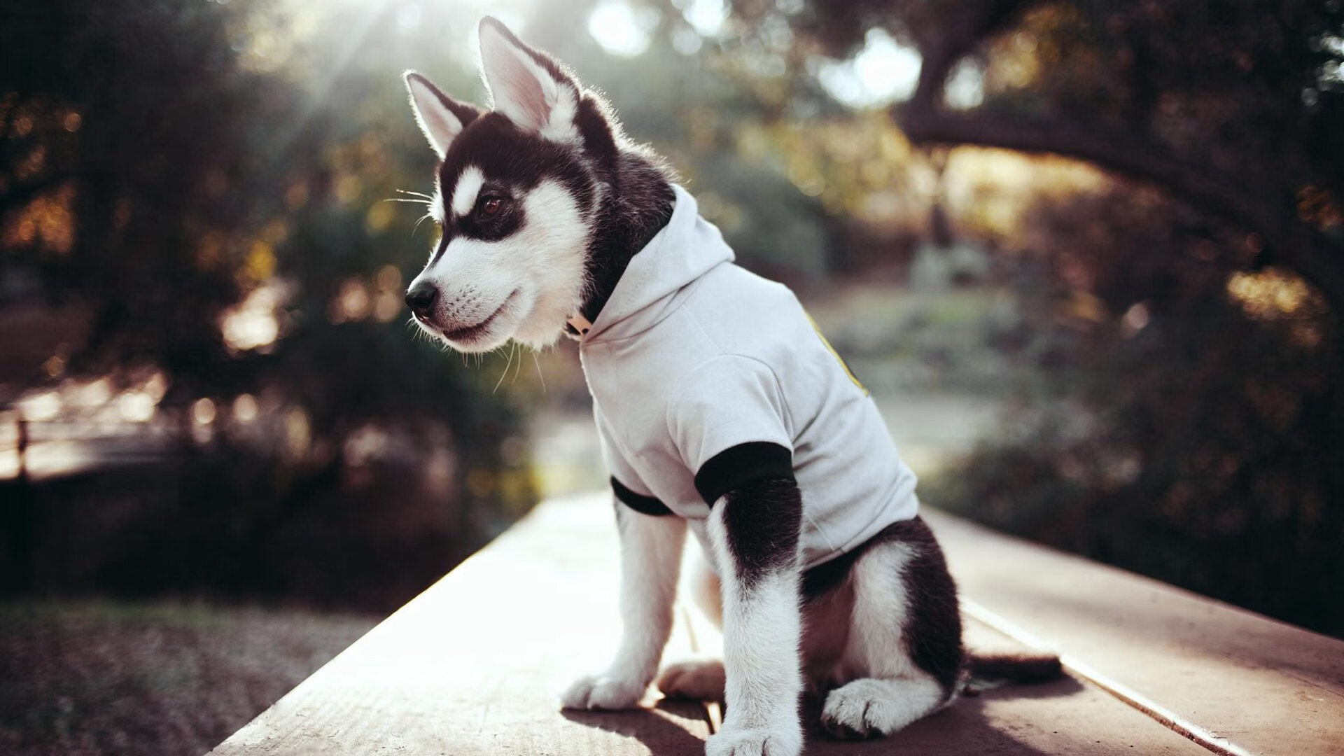 Leyu Sport登录入口-知名足球经纪公司深入布局中国市场，助推行业繁荣，中国著名足球经纪公司