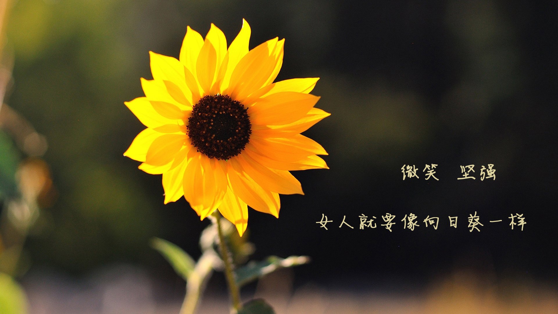 青少年“智慧青训”应用场景在青海全面推广,推动行业信息化升级