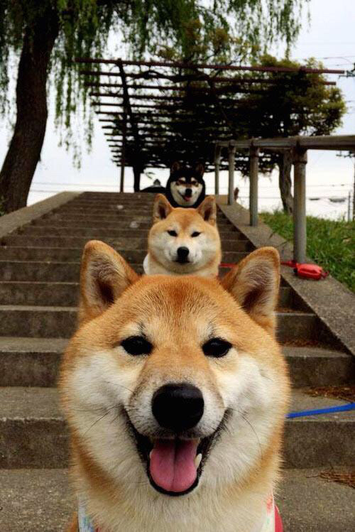 乌迪内斯主场-击败维罗纳,主队前锋梅开二度全取三分稳居中游,乌迪内斯足球