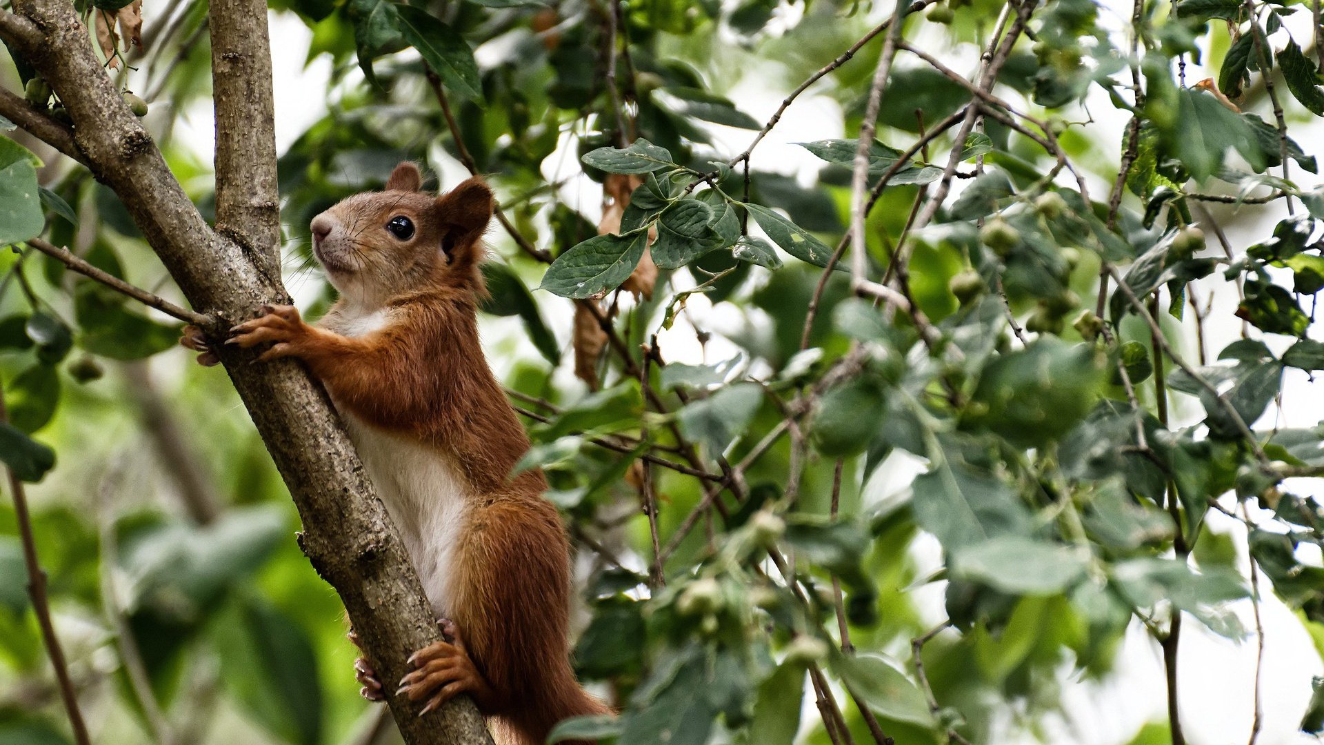 乐鱼app-乌迪内斯主场取得-胜利，主力中锋创造帽子戏法，乌迪内斯比赛视频聚胜顽球汇