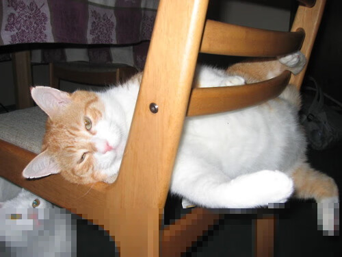 勇士赛季横扫灰熊,库明加连续五场20+,勇士队今日最新消息库明加