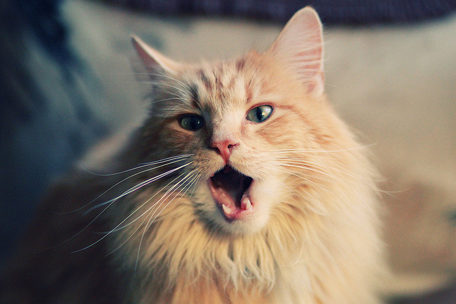 帕尔马新援表现出色,球队士气大振,帕尔马球队官网