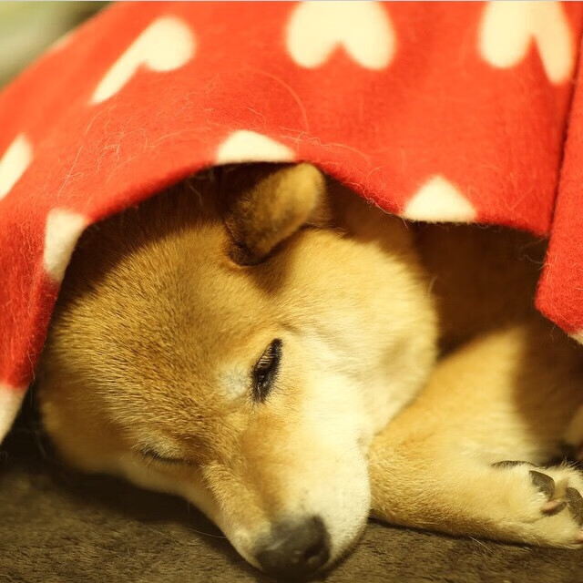 帕尔马遭遇惨败,多名主力受伤缺阵,帕尔马球队厉害吗