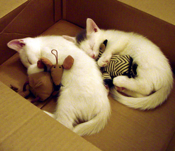 森林狼球队新赛季目标明确，森林狼球队新赛季目标明确是什么