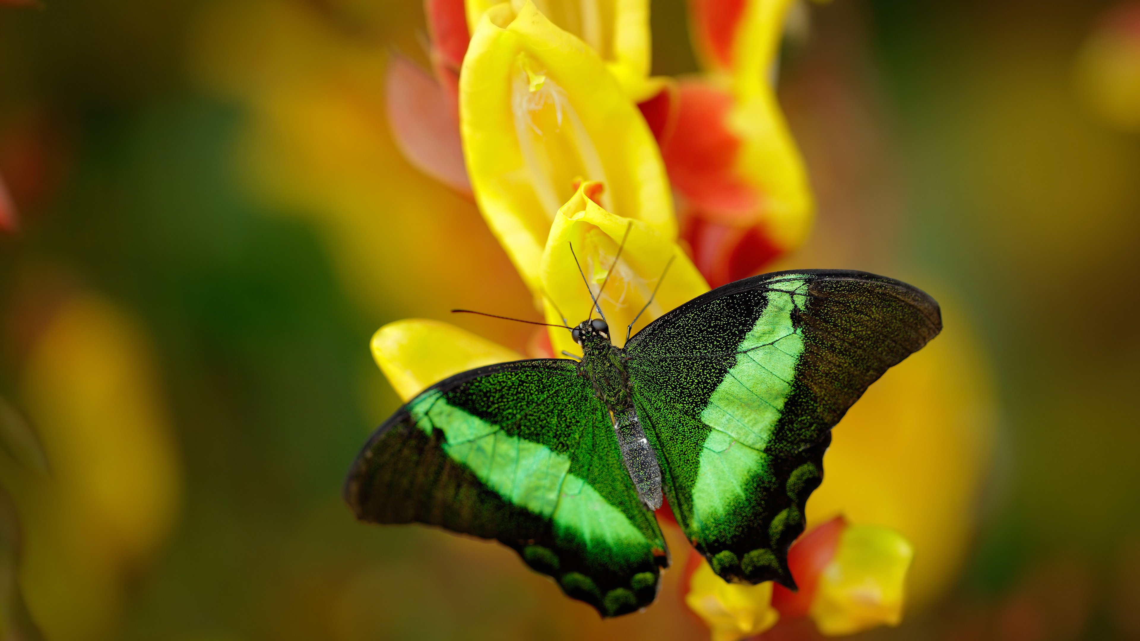 乐鱼电竞· (中国)官方网站-科曼连续进球！拜仁轻松战胜对手，全队士气高涨，拜仁慕尼黑边锋科曼