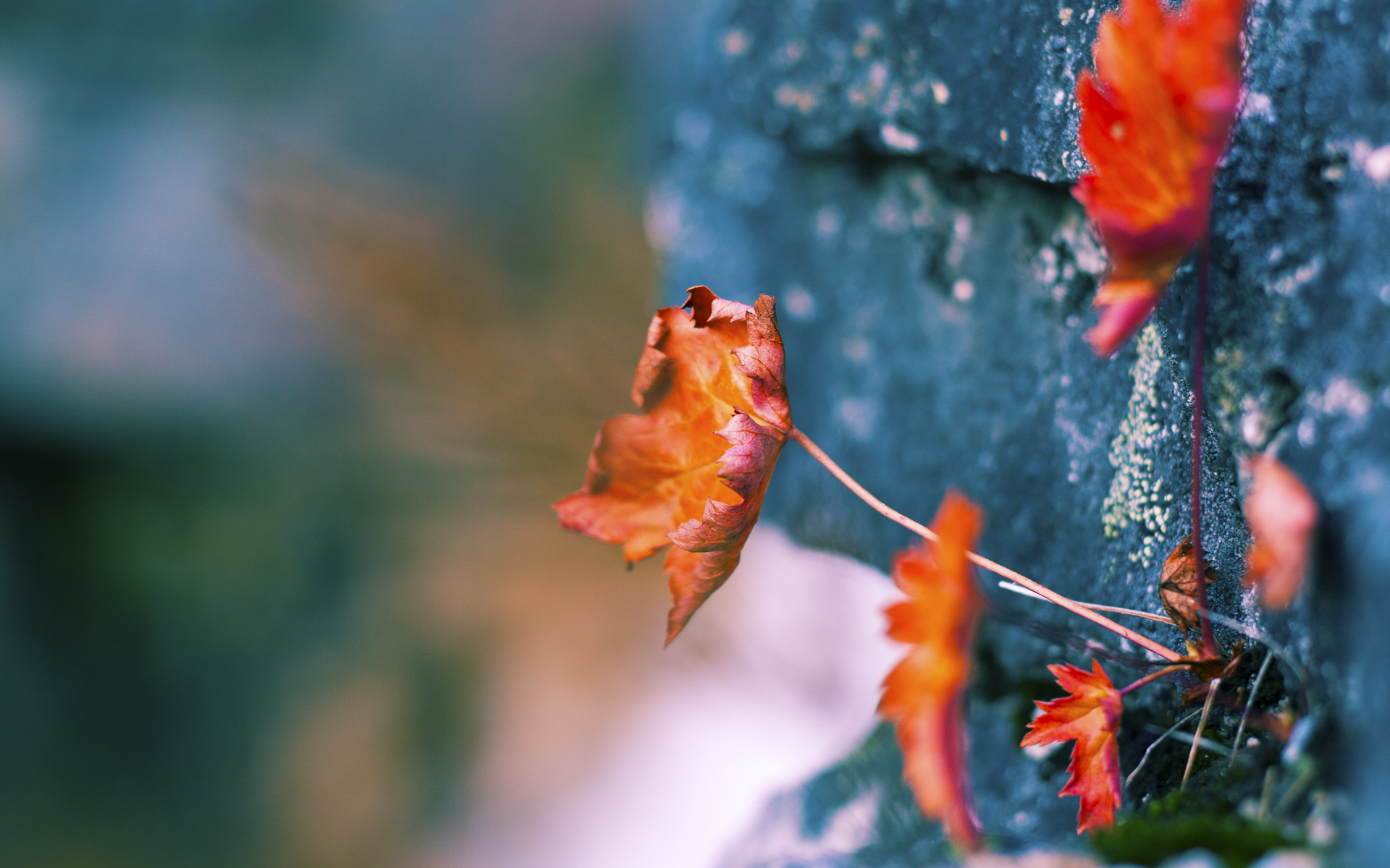 那不勒斯球员入选国家队,那不勒斯队大名单