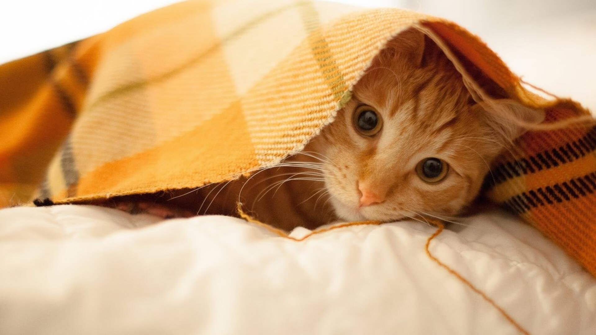 LeyuSports-球迷最期待：不可错过的本周大战赛事，本周足球赛预告