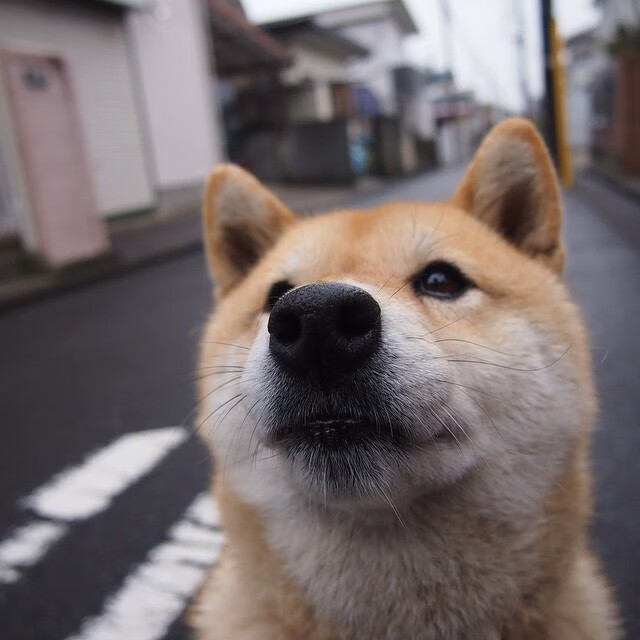 APP下载 LY Sports-不来梅双边路推进造成对手混乱，不来梅最强阵容