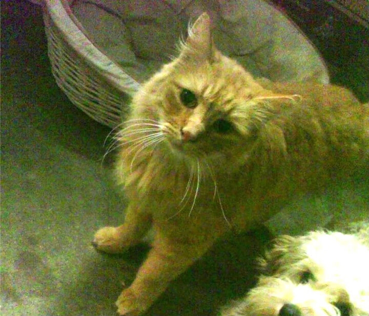 亚洲杯中国女足晋级 球员默契配合提升，中国女足亚洲杯季军