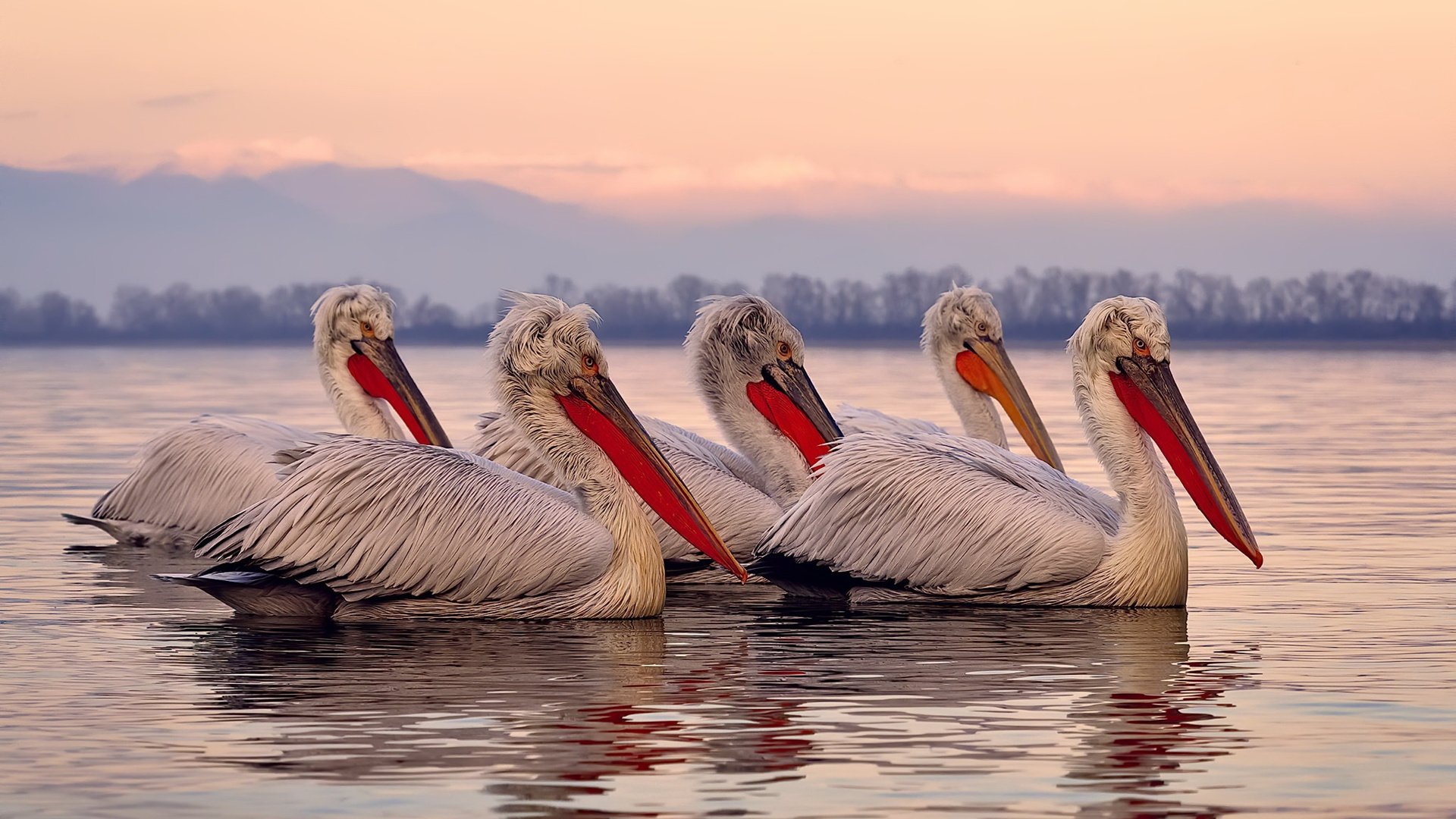 乐鱼（中国）体育官方网站-弗朗索瓦·霍尔茨豪伊泽：南非队反击的发动机，令对方防线无法适应