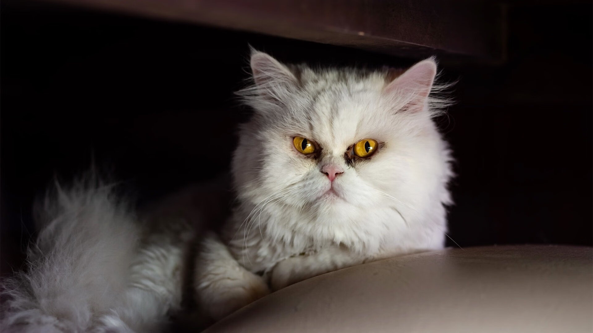 德甲攻守对峙:精彩瞬间不停出现!,德甲收官战