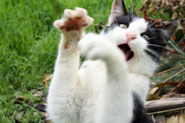 乐鱼（中国）体育官方网站-王楚钦换新球拍状态明显提升，王楚钦球品