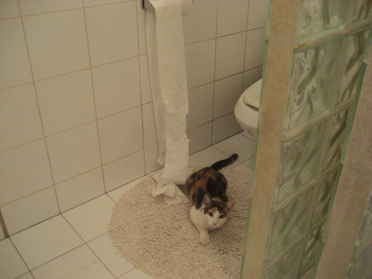 自由泳接力赛突尼斯突破自我，4×200自由泳接力比赛视频