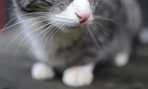 青训体系引入电子围栏训练法提升控球空间感